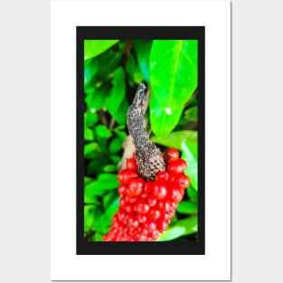 Red peppercorn with bird beak Posters and Art